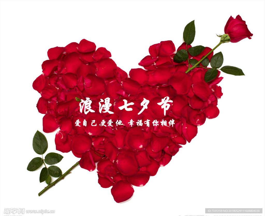 婚庆   玫瑰    花