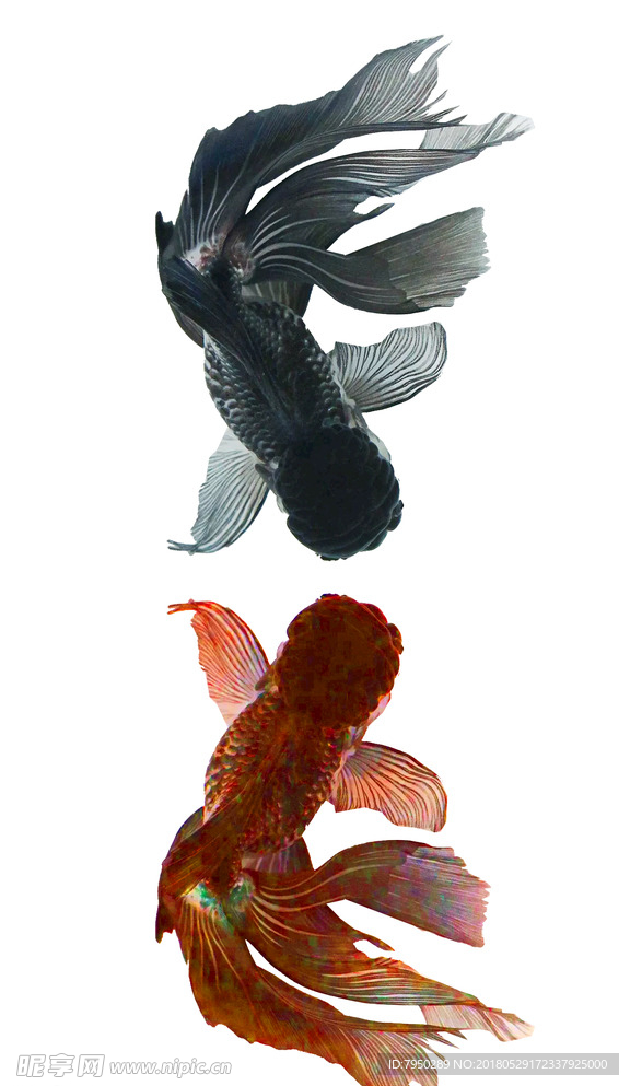 插画