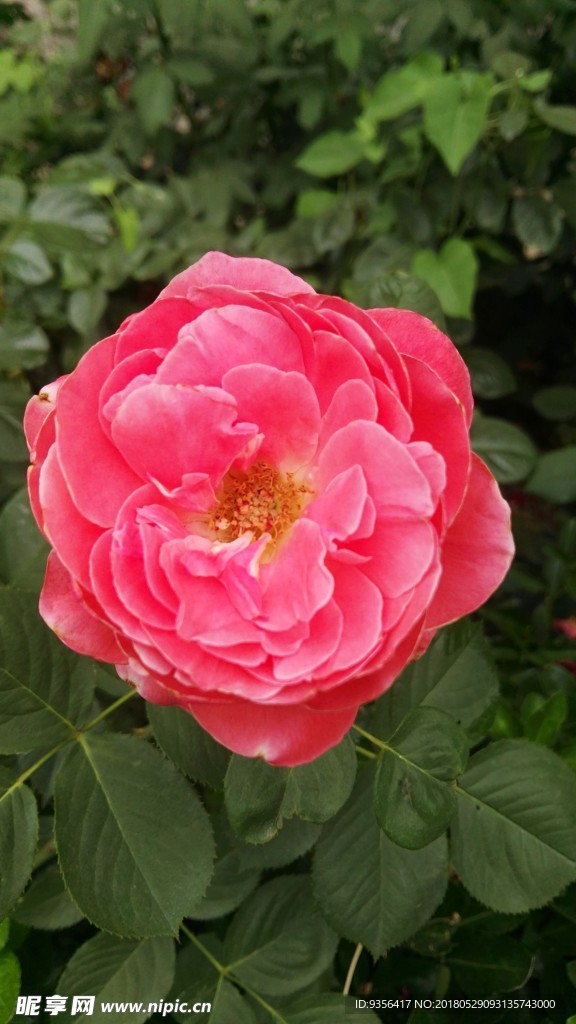 月季花