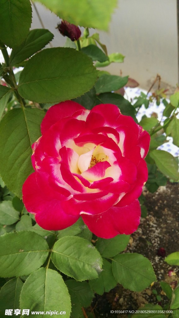 月季花