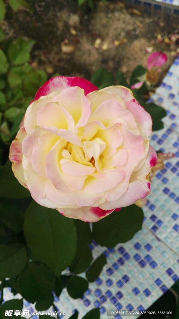 月季花