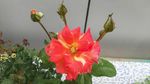 月季花