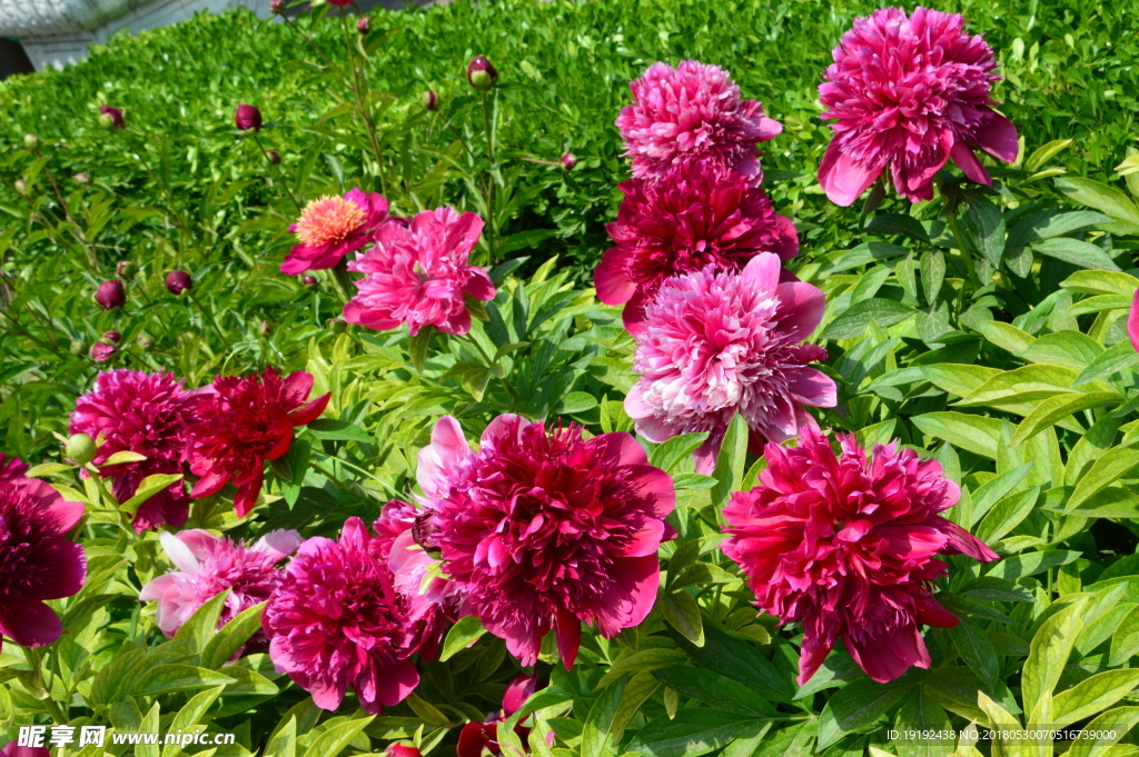 芍药花