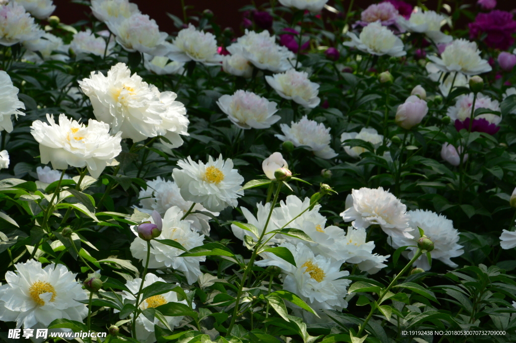 芍药花