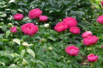 芍药花