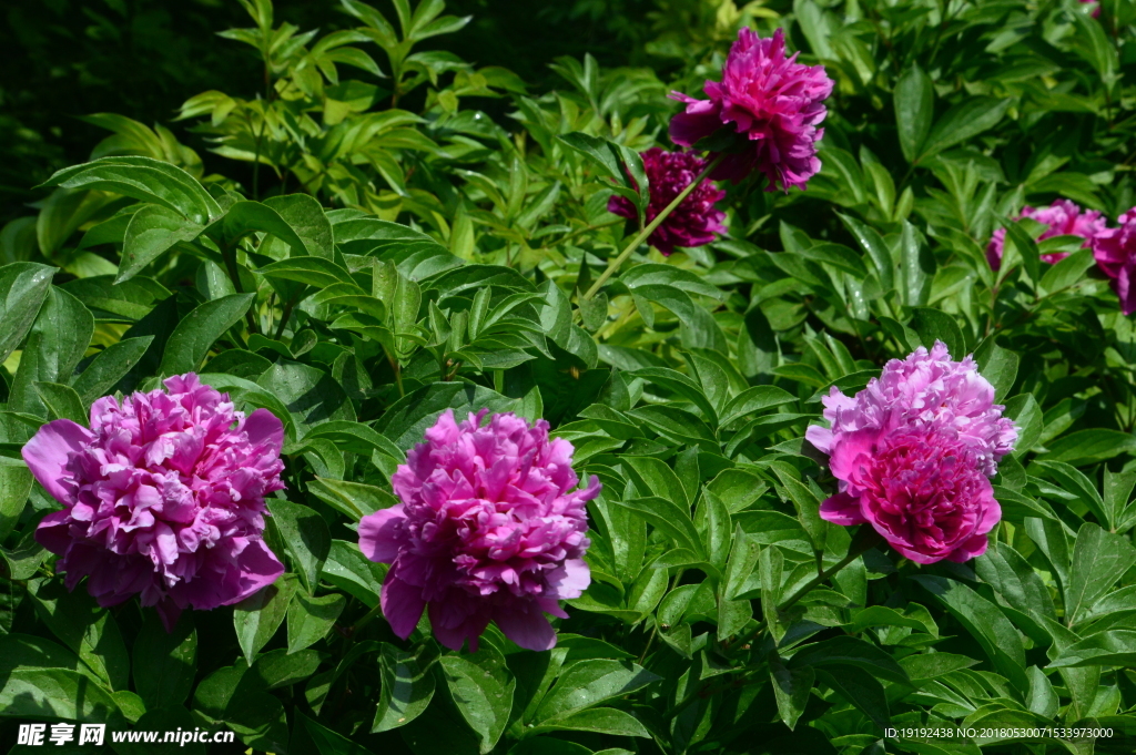 芍药花
