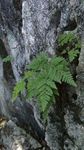蕨草