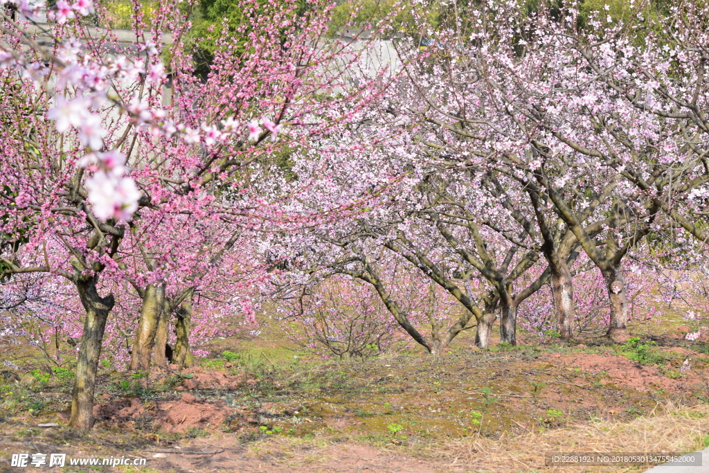 桃花