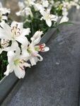 百合花