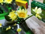 莲花