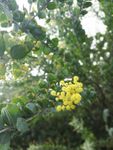 黄色的花