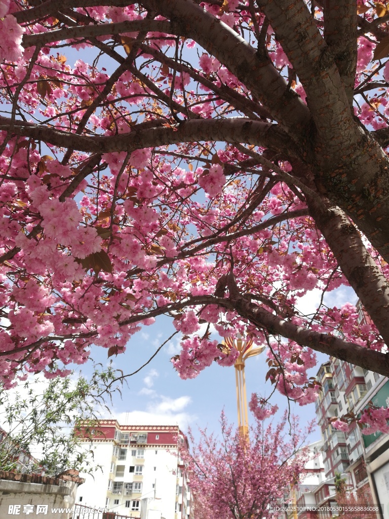 康定樱花