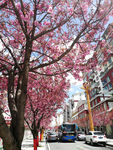 康定樱花大道