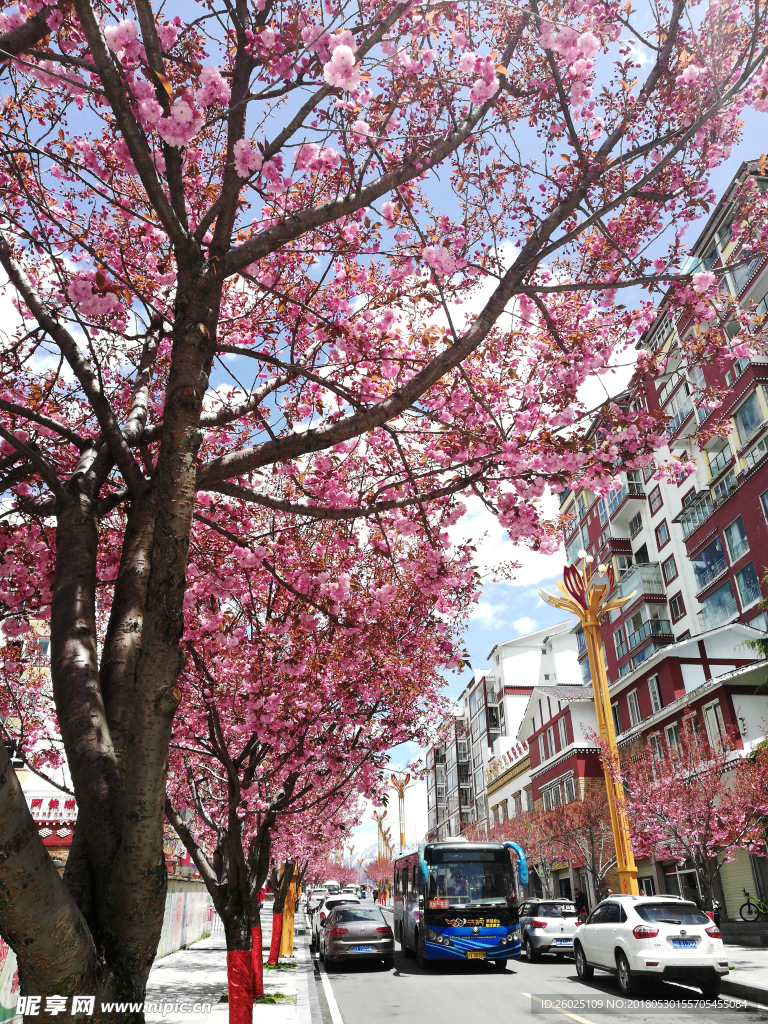 康定樱花大道