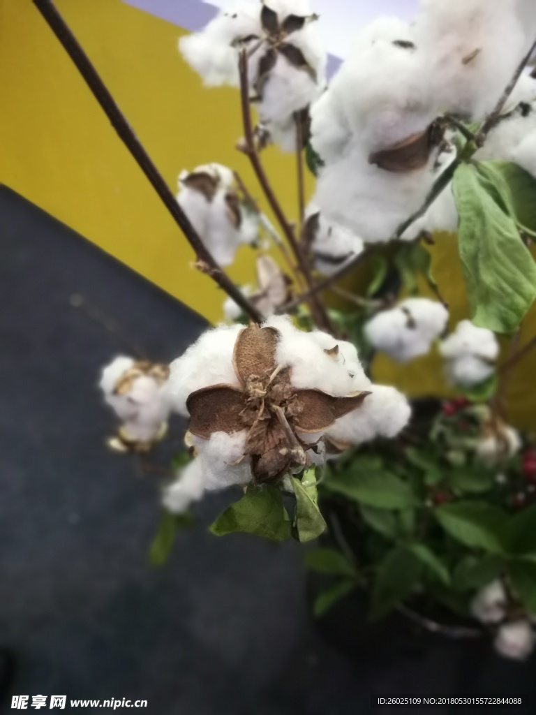 白色棉花花