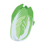 矢量蔬菜