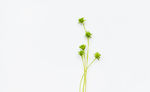 小花