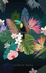 ins绿植热带叶子大嘴鸟插画