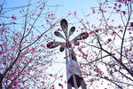 春天樱花电脑壁纸图片风景动漫