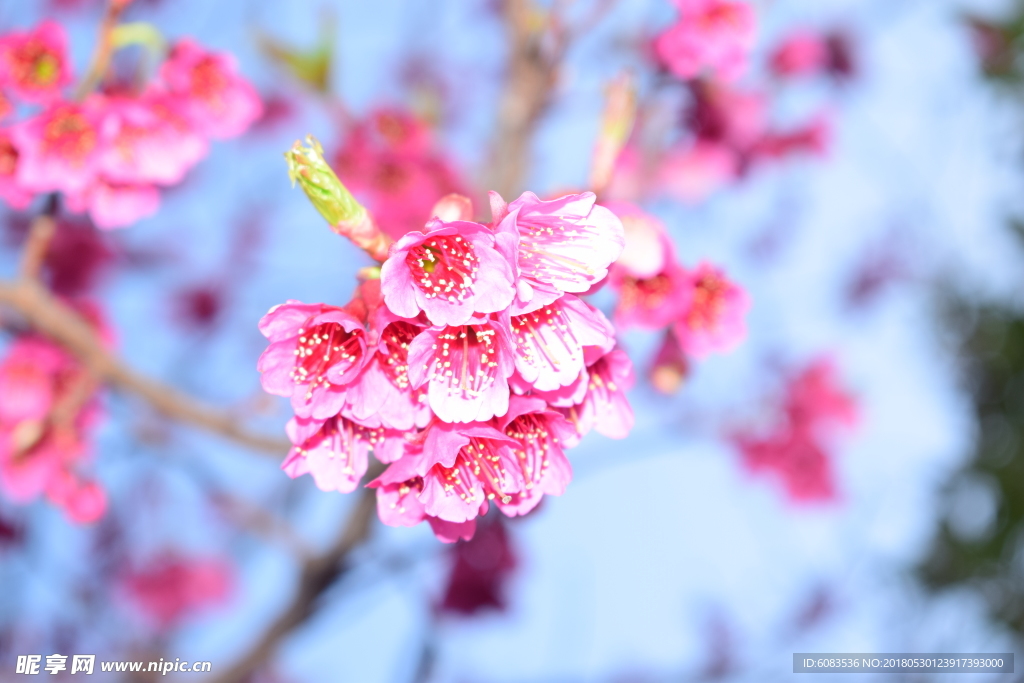 春天樱花电脑壁纸图片风景动漫