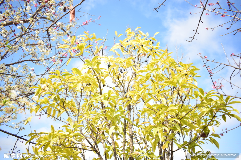 春天樱花电脑壁纸图片风景动漫