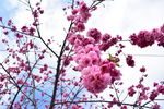 春天樱花电脑壁纸图片风景动漫