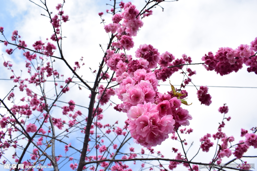 春天樱花电脑壁纸图片风景动漫