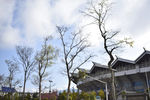 春天樱花电脑壁纸图片风景动漫