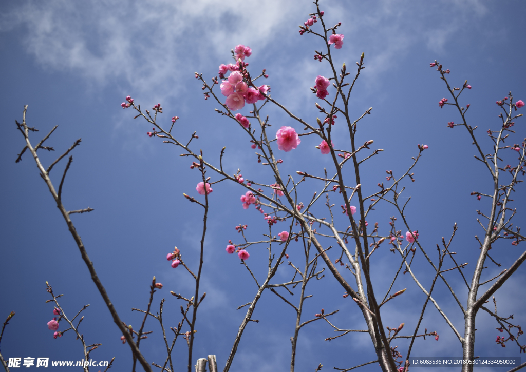 春天樱花电脑壁纸图片风景动漫