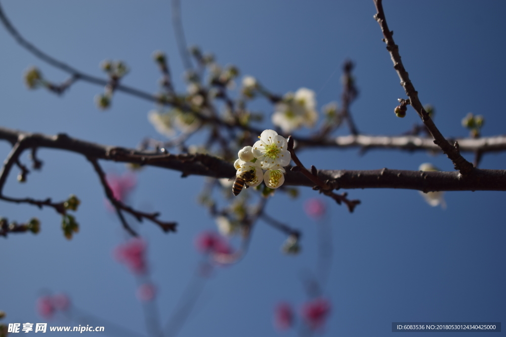 春天樱花电脑壁纸图片风景动漫