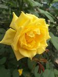 月季花