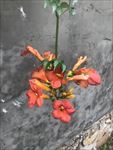 凌霄花