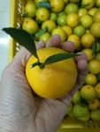 皇帝柑