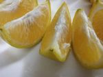 皇帝柑