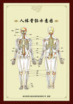 人体骨骼标准示意图