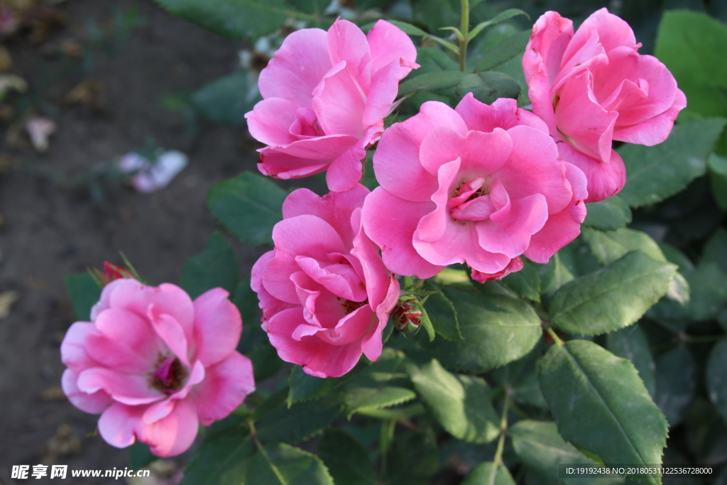 月季花