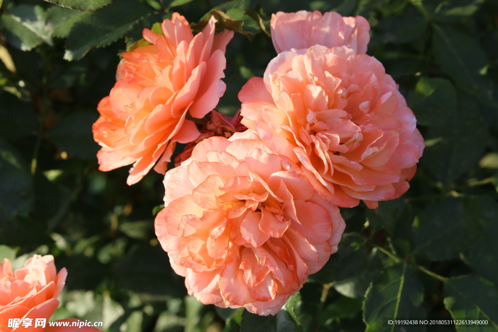 月季花