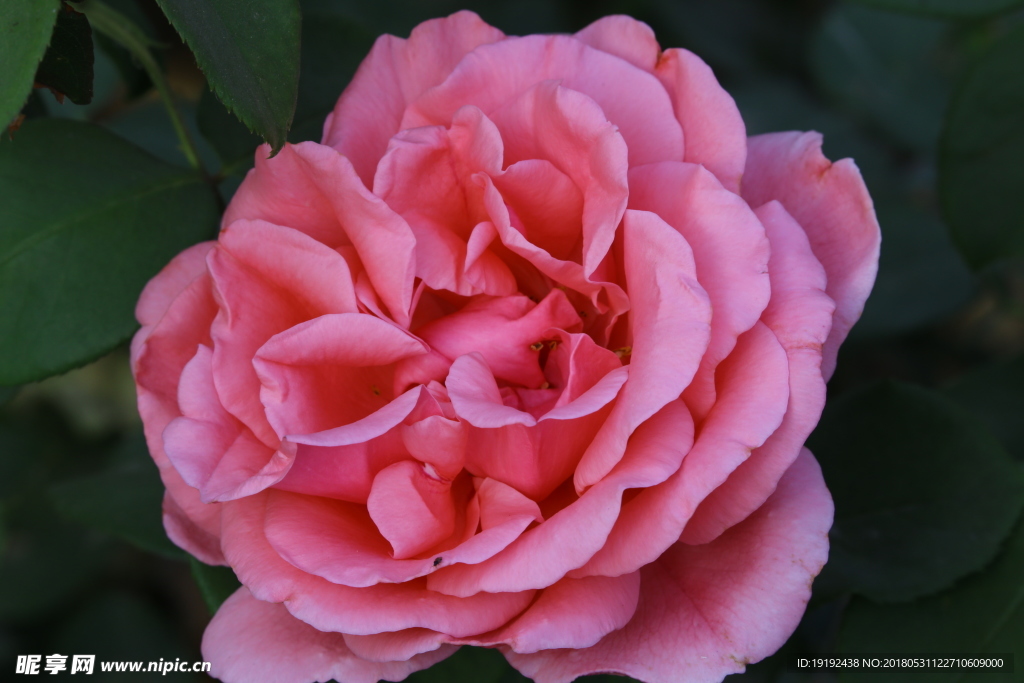 月季花