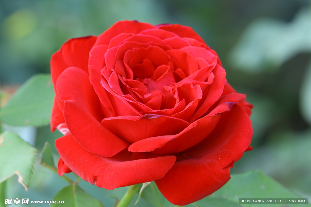 月季花