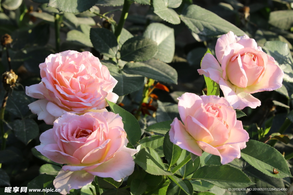 月季花