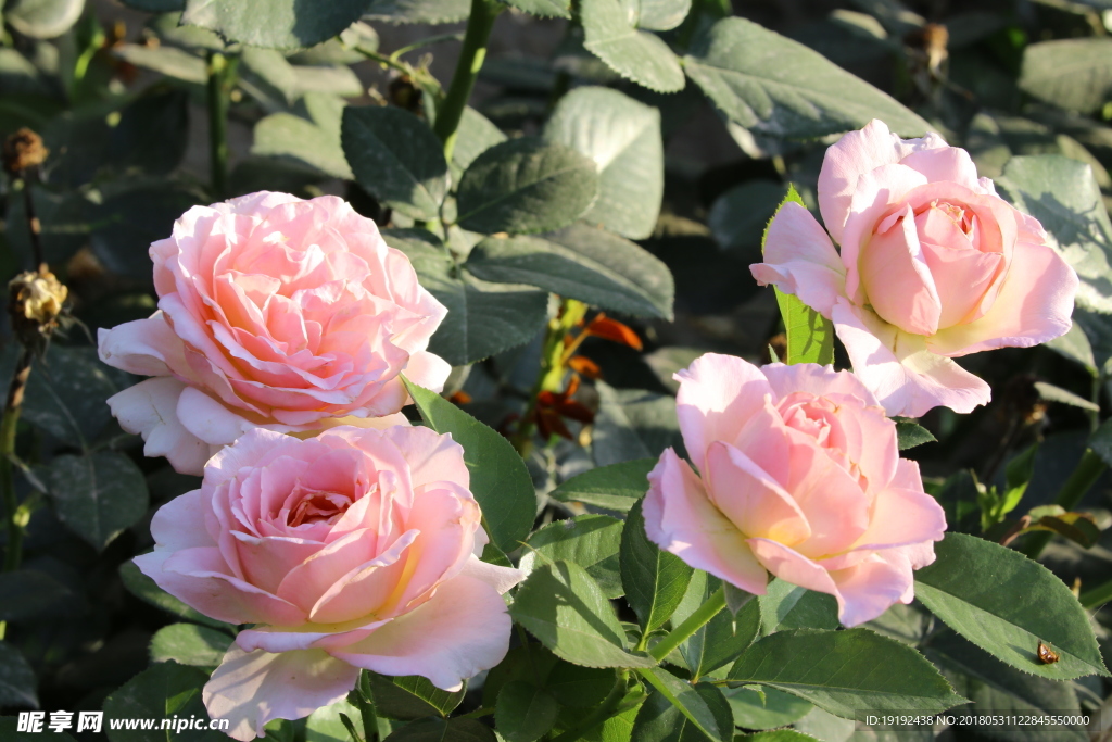 月季花