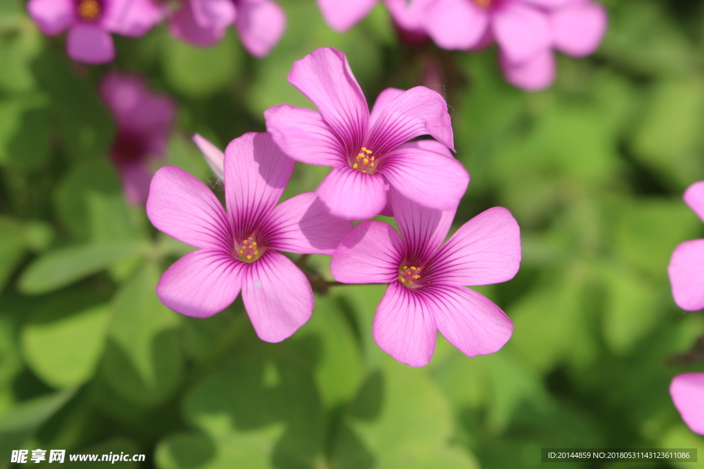 花