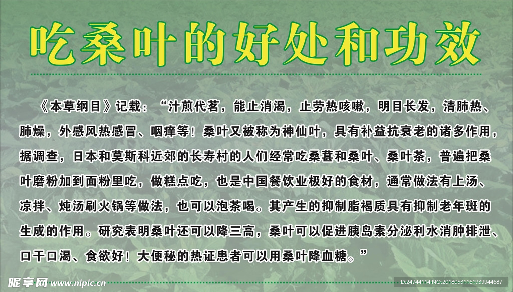 桑叶简介