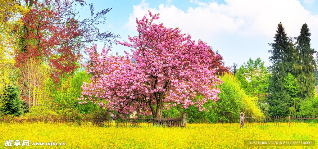 花海