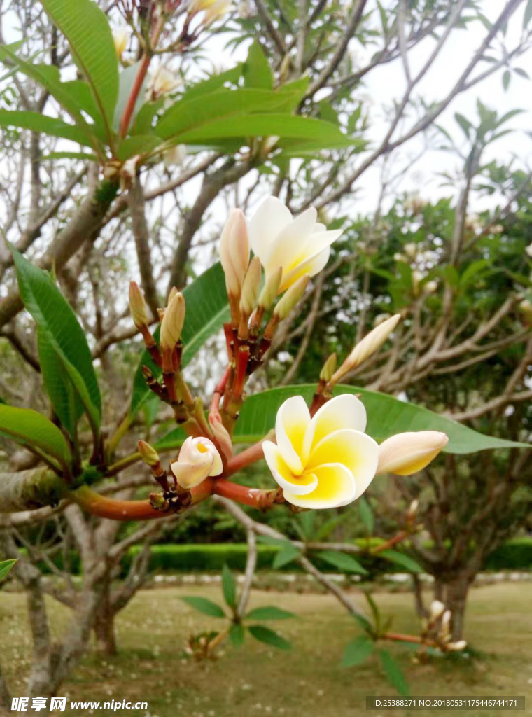 鸡蛋花