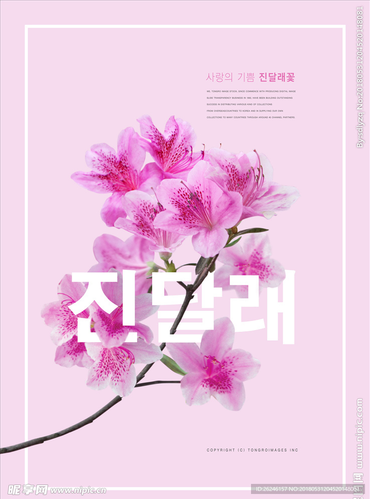 韩风时尚鲜花海报背景图片下载