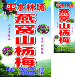 燕窝山杨梅