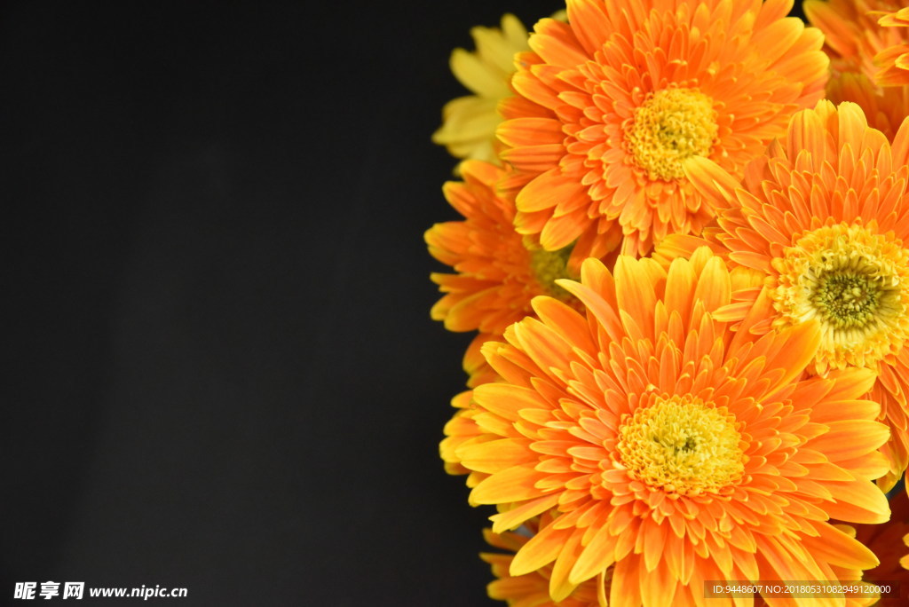 非洲菊花花朵摄影图片