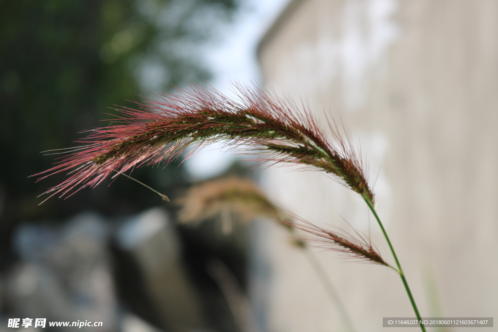 狗尾巴草  稗子草 阿罗汉草