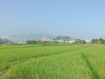 田地